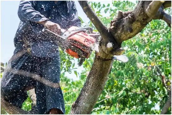 tree services Shippensburg University